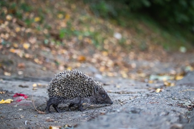 羅馬在意甲 羅馬在意甲