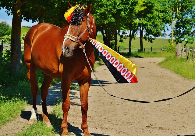 爭冠球隊 爭冠球隊