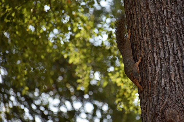球迷感到意 球迷感到意